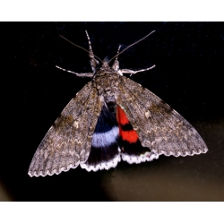 DUO Clifden Nonpareil Catocala fraxini with Red Underwing nupta 15 eggs of each SPECIAL PRICE